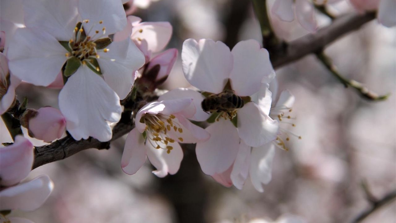 Bitlis’te bahar mevsimini müjdeleyen badem ağaçları çiçek açtı