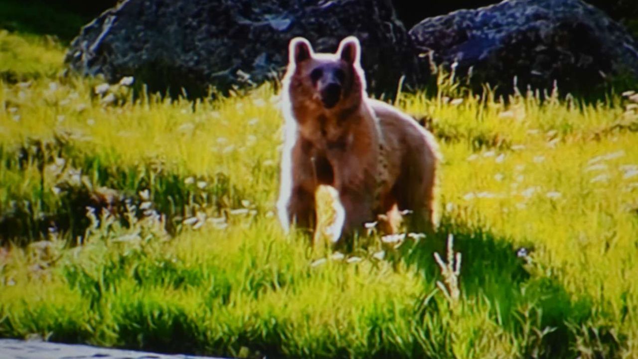 Bitlis'te "Nemrut Kraterinin Sakinleri" belgeselinin galası yapıldı