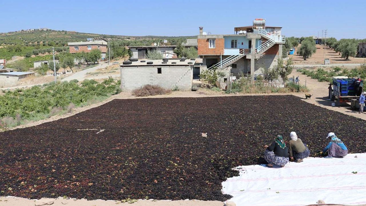 Kilis'te üzüm kurutma dönemi başladı