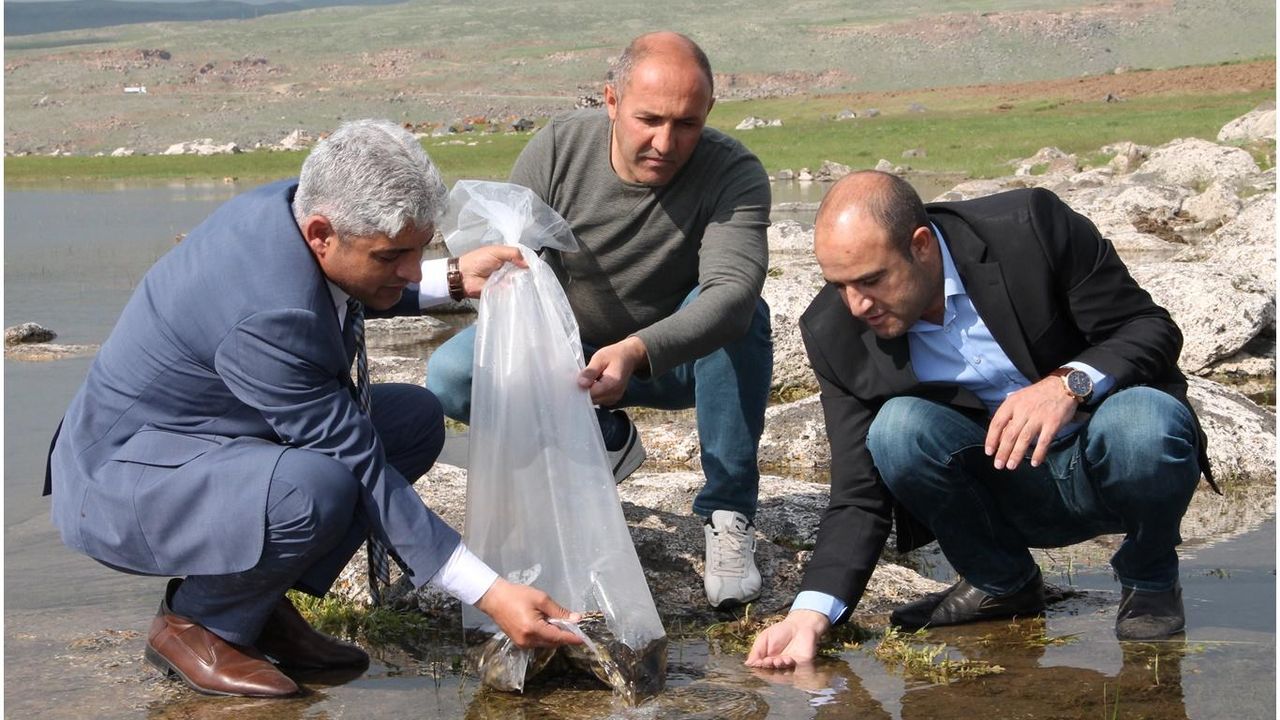 Bitlis’te Tarım İl Müdürlüğü tarafından göllere 70 bin yavru sazan balığı bırakıldı