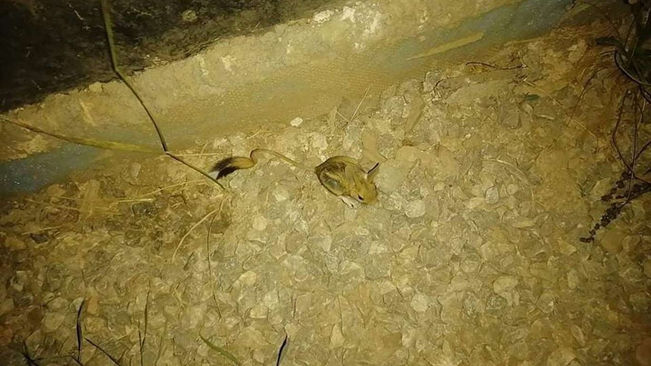Dünyanın en ilginç hayvanları arasında gösterilen kanguru faresi Bitlis'te görüntülendi