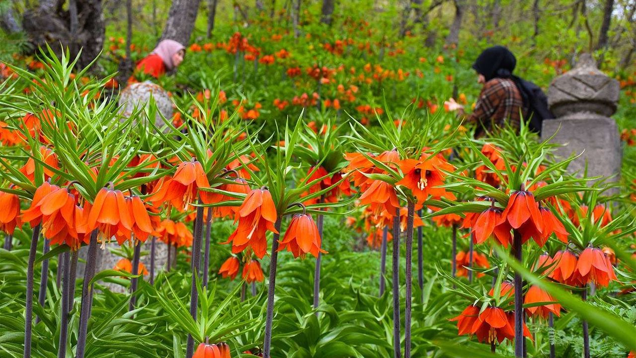 Bitlis’te açan ters laleler göz kamaştırıyor