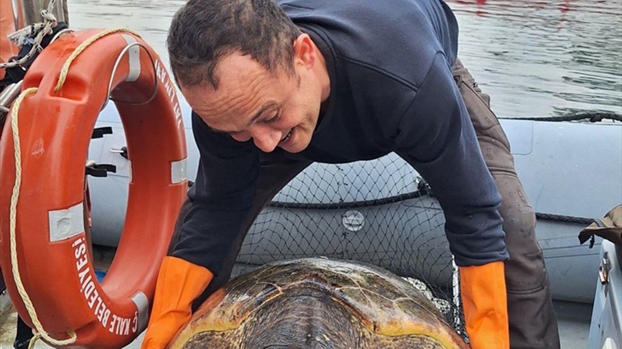 Yat limanına giren 150 kilogramlık caretta caretta kurtarıldı