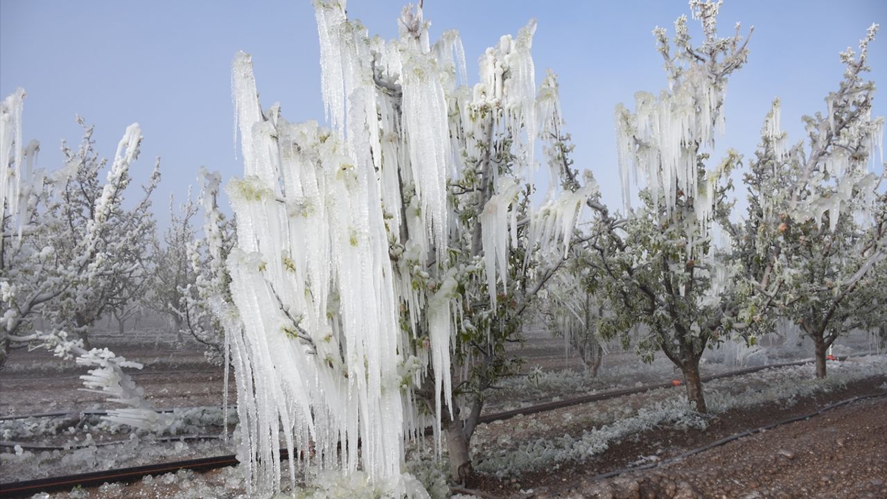 Zirai don nedeniyle elma ağaçları zarar gördü