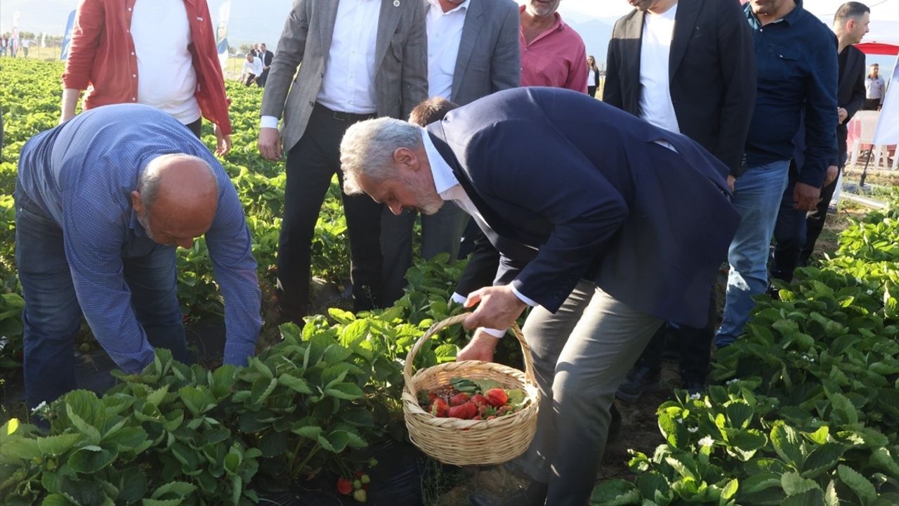 Depremzede çiftçilere dağıtılan fidelerde ilk çilek hasadı yapıldı