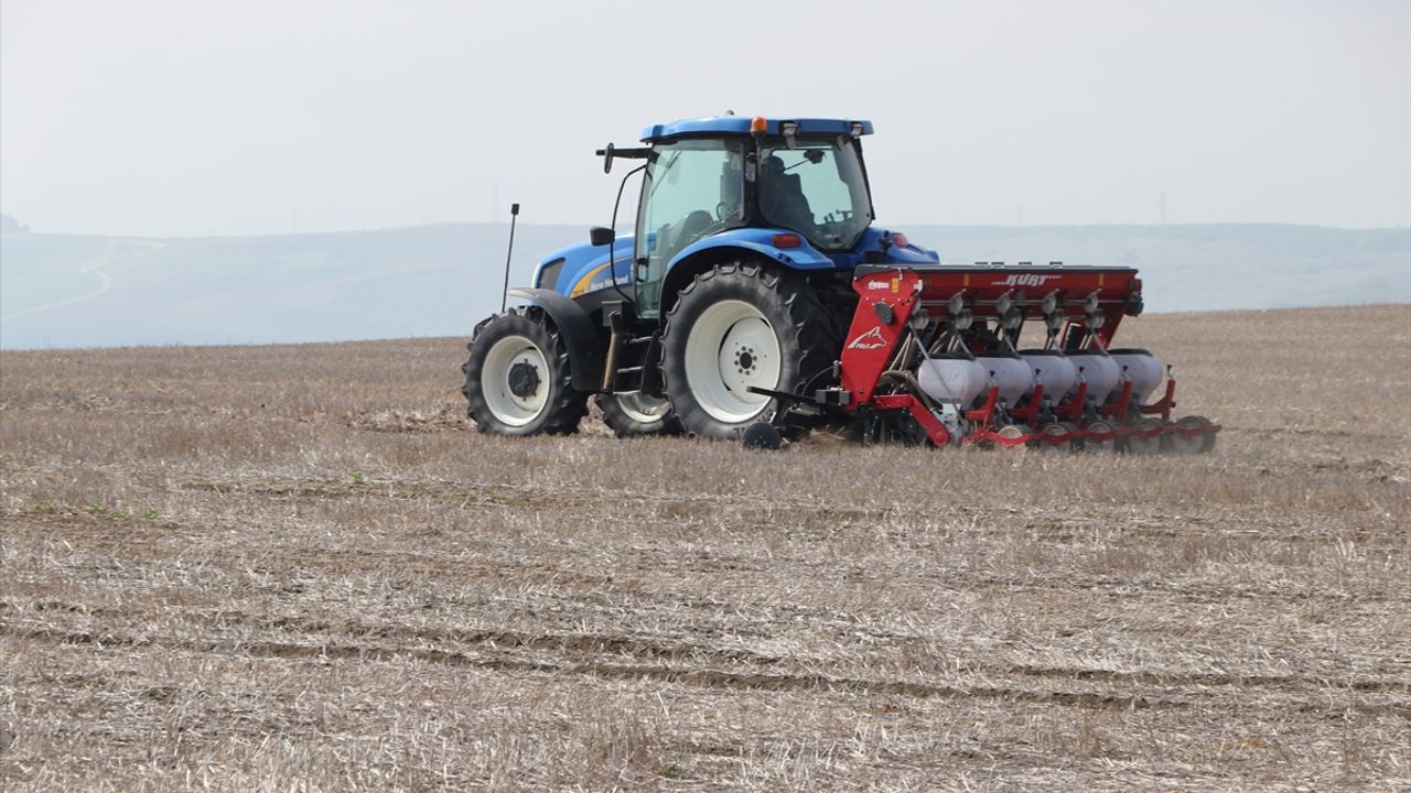 Ayçiçeğinin kuraklığa karşı dayanıklılığı için anıza ekim yapılıyor