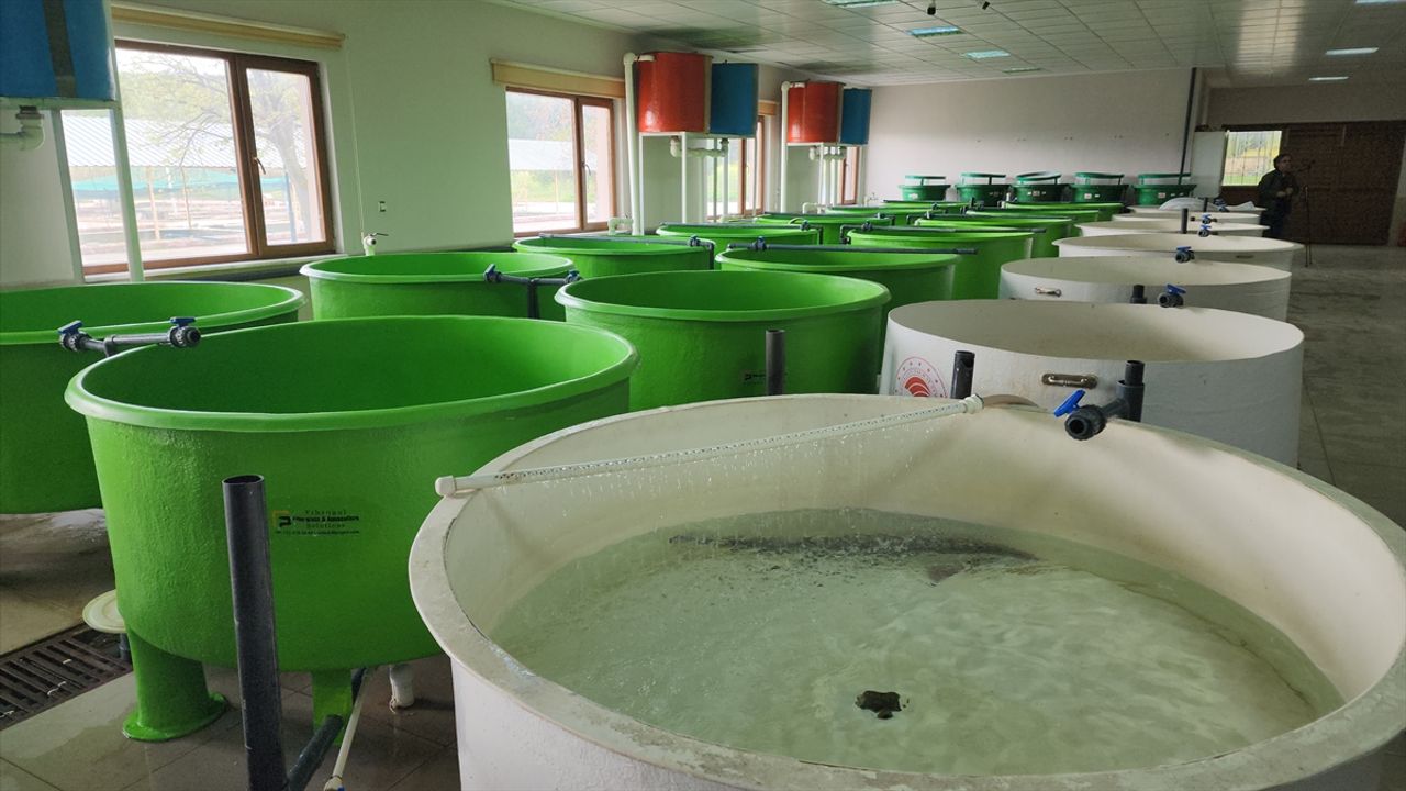 Sezonun ilk mersin balığı sağımı ve havyar üretimi yapıldı