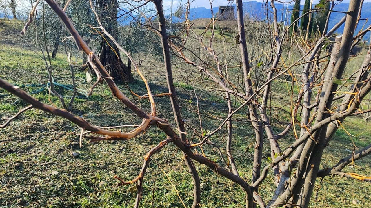 Manavgat'ta dolu yağışı meyve ağaçları ve tarım alanlarına zarar verdi