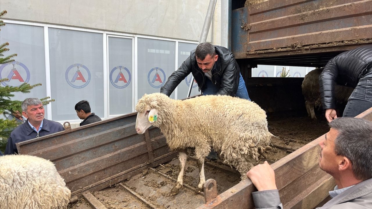 127 üreticiye 24'er koyun, birer koç dağıtıldı