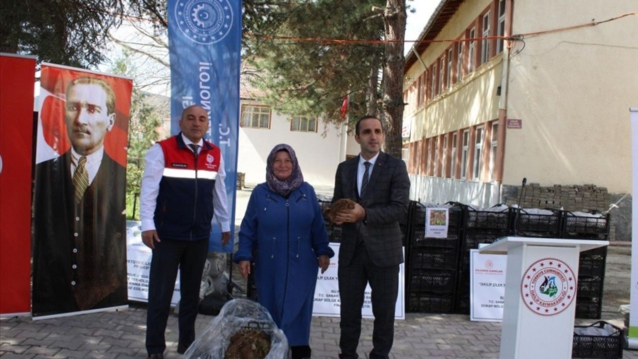 Çiftçilere 140 bin çilek fidesi dağıtıldı