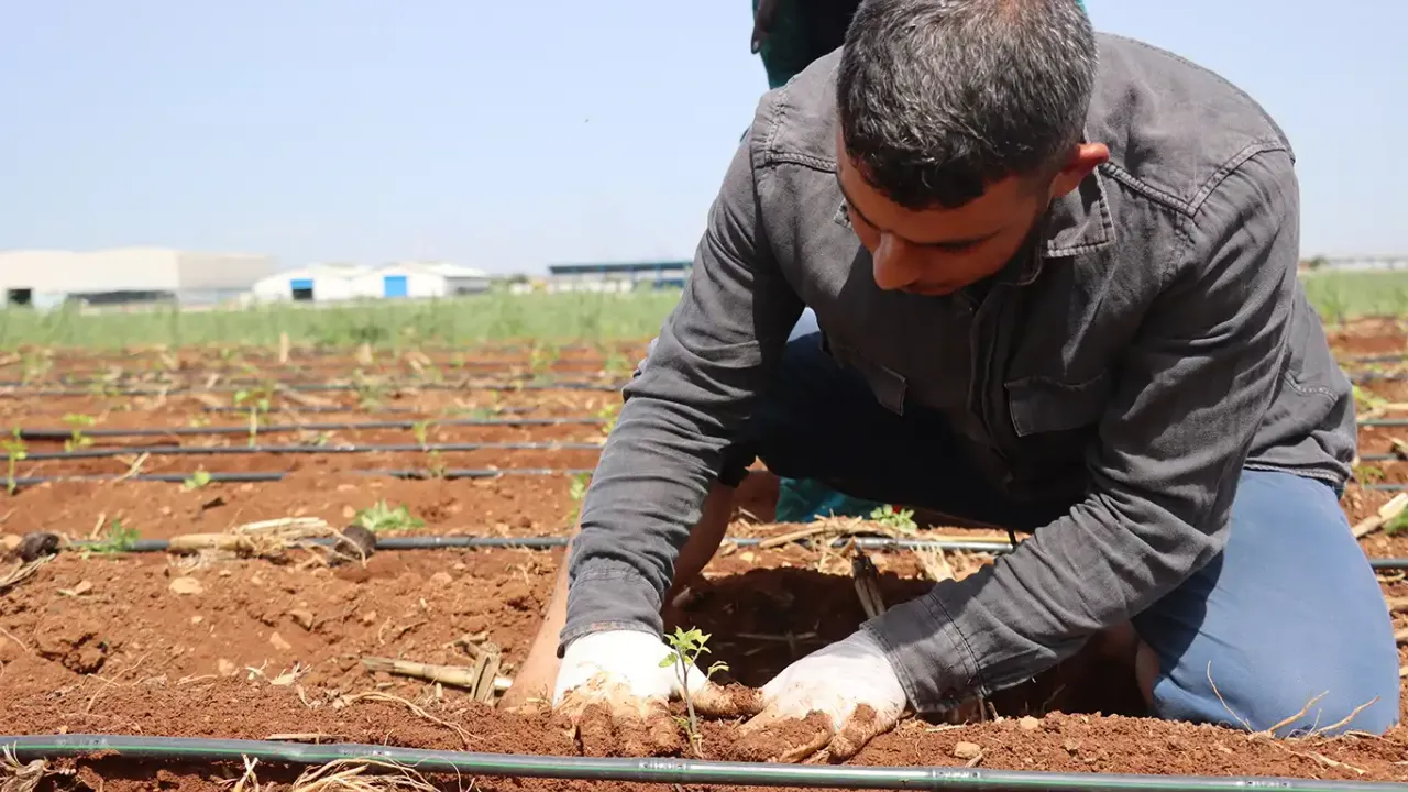 Şanlıurfa’da ata tohumları toprakla buluşturuldu