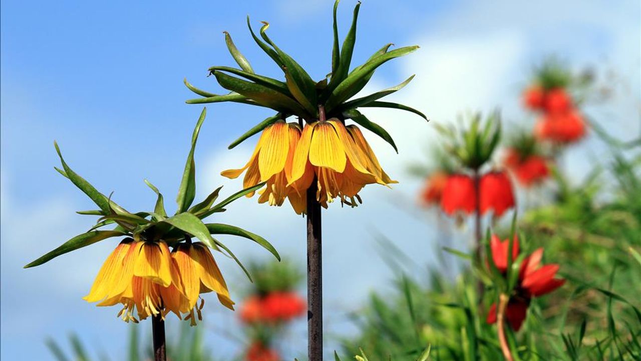 Ters Lale koparmanın cezası 577 bin TL