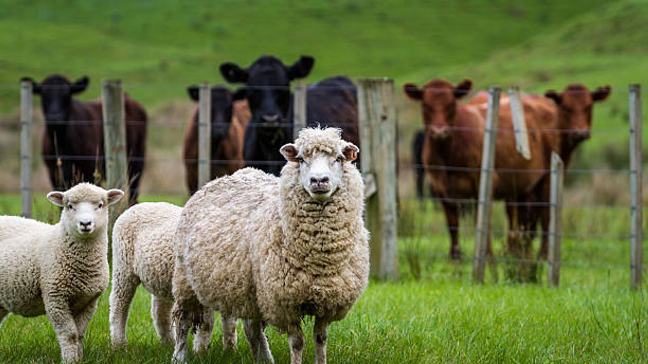 TİGEM 5 bin 150 küçükbaş hayvan satacak