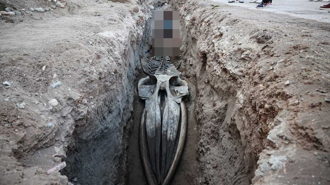 4 yıl önce gömülen 14 metrelik devin iskeleti işte böyle çıkartıldı