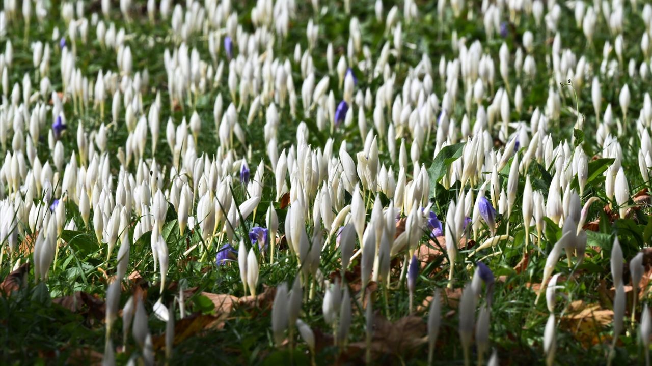 Vargit çiçekleri, kış başlarken Trabzon yaylalarını donattı