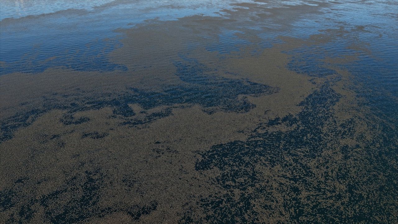 Van Gölü kirlendi: Yosun tabakası oluştu