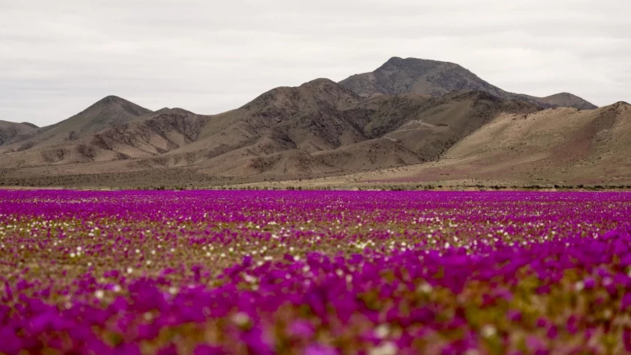 Dünyanın en kurak çölünde çiçekler açtı! İşte nedeni