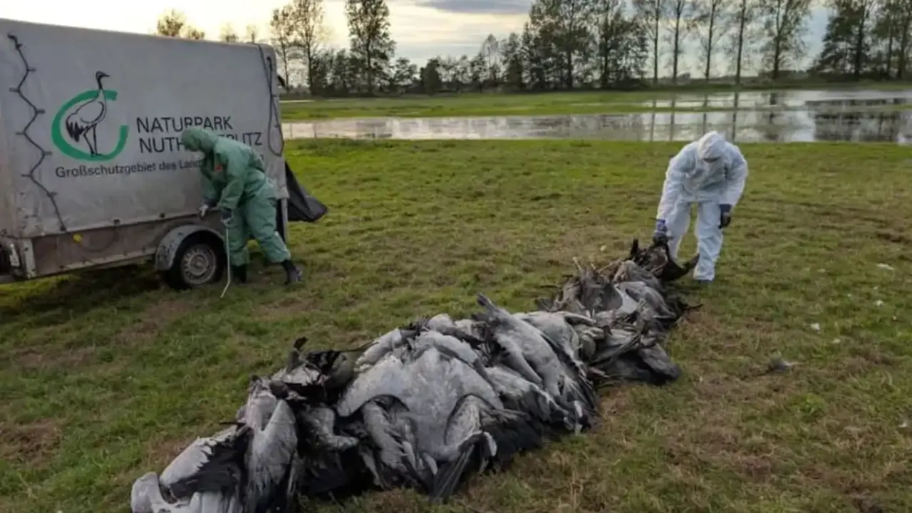 Almanya’nın başı kuş gribi ile belada!