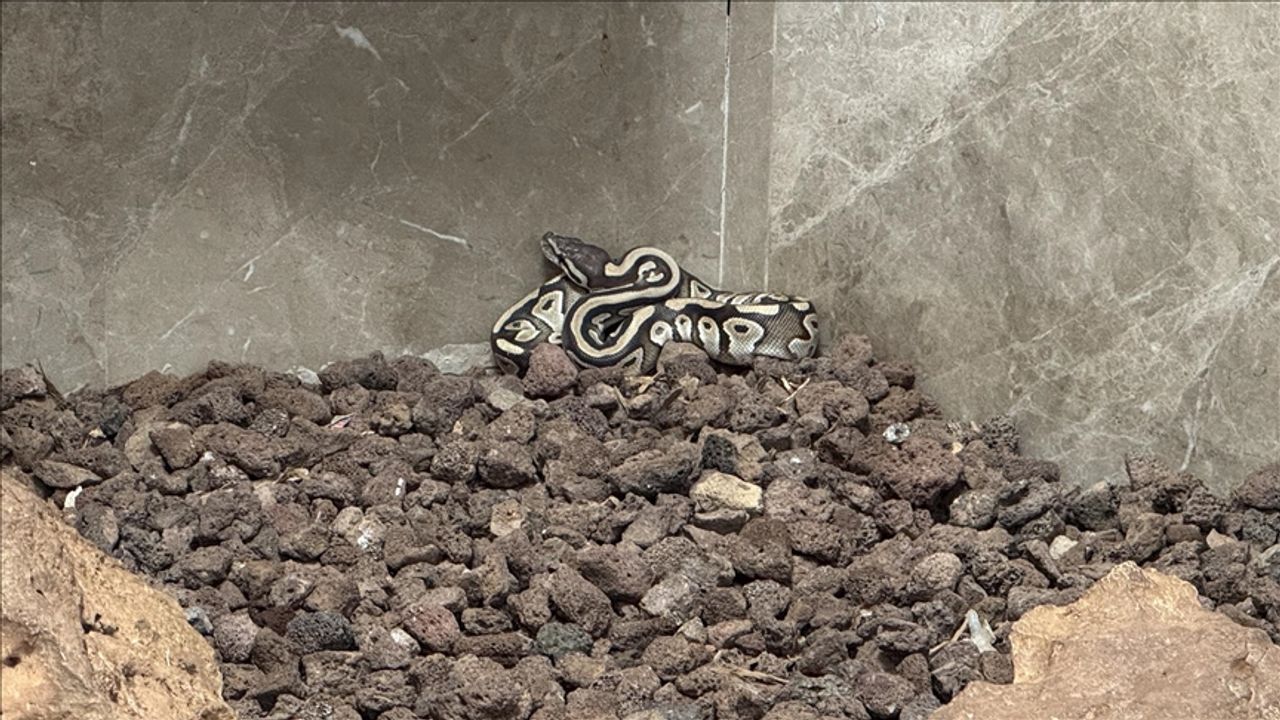 Konya'da asayiş kontrolünde bir kişinin cebinden piton çıktı!