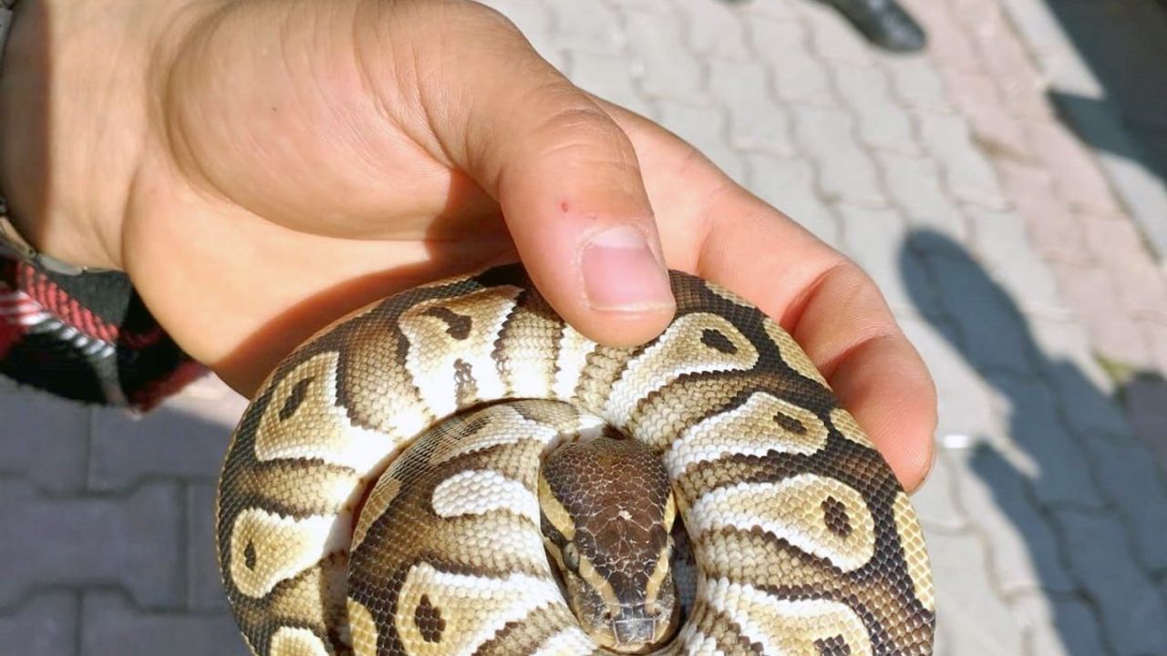 İlginç olay! Polis kontrolünde cebinden yavru piton yılanı çıktı