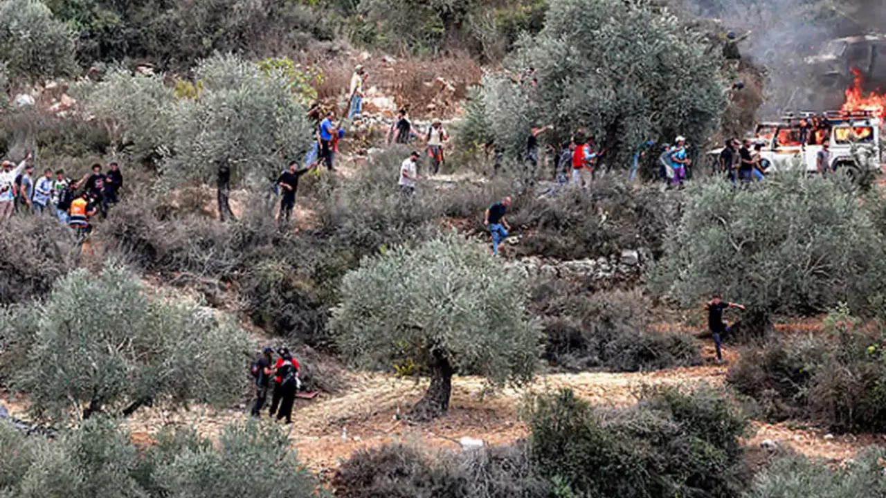 İşgalciler Kudüs'te iki genci yaraladı, 60 zeytin ağacını kökünden söktü