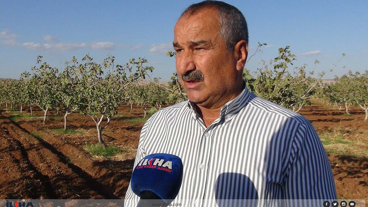 Şırnak'ta fıstık hasadı: Fıstık bahçeleri üreticilere yeni gelir kapısı açtı