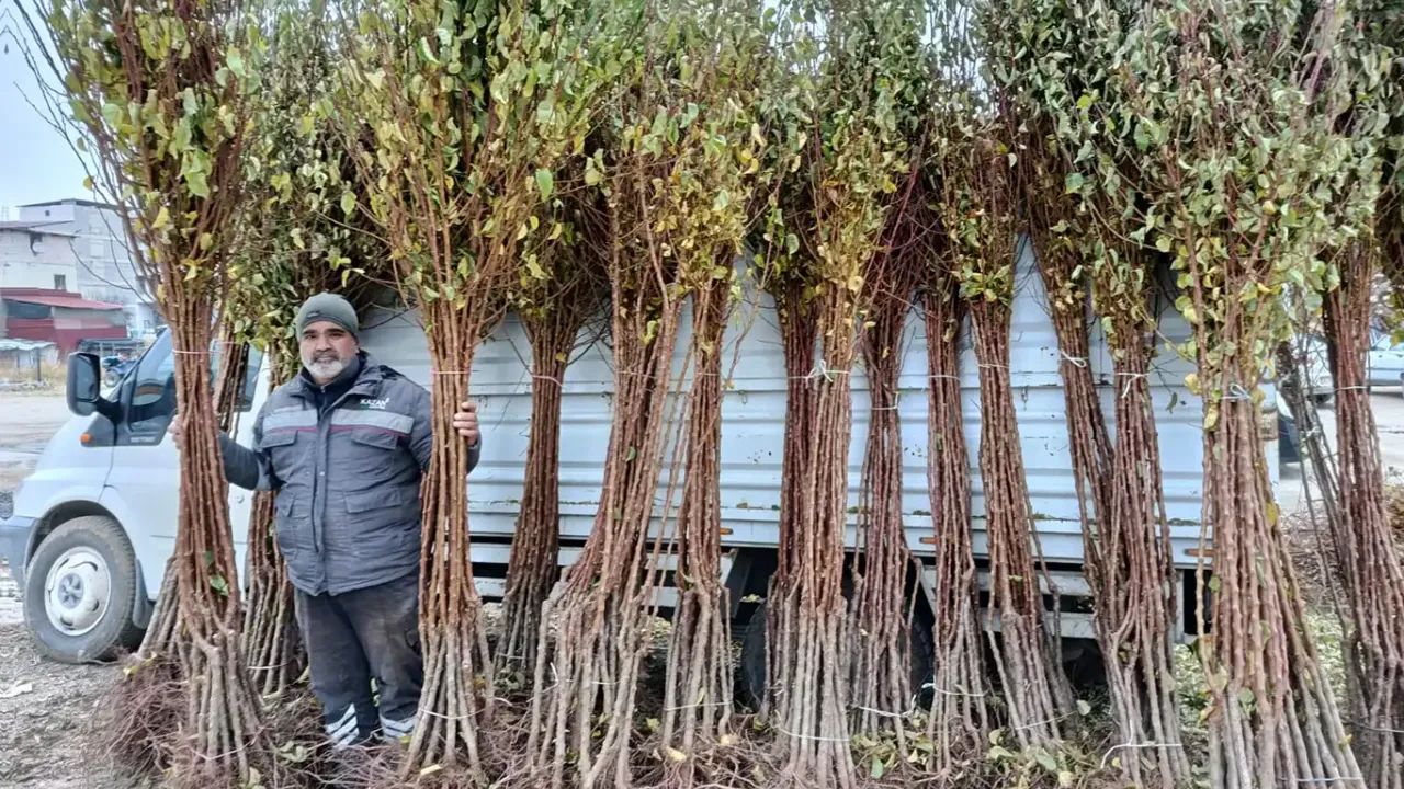 Kayısı fidanı satıcıları: Talep artarak büyüyor!