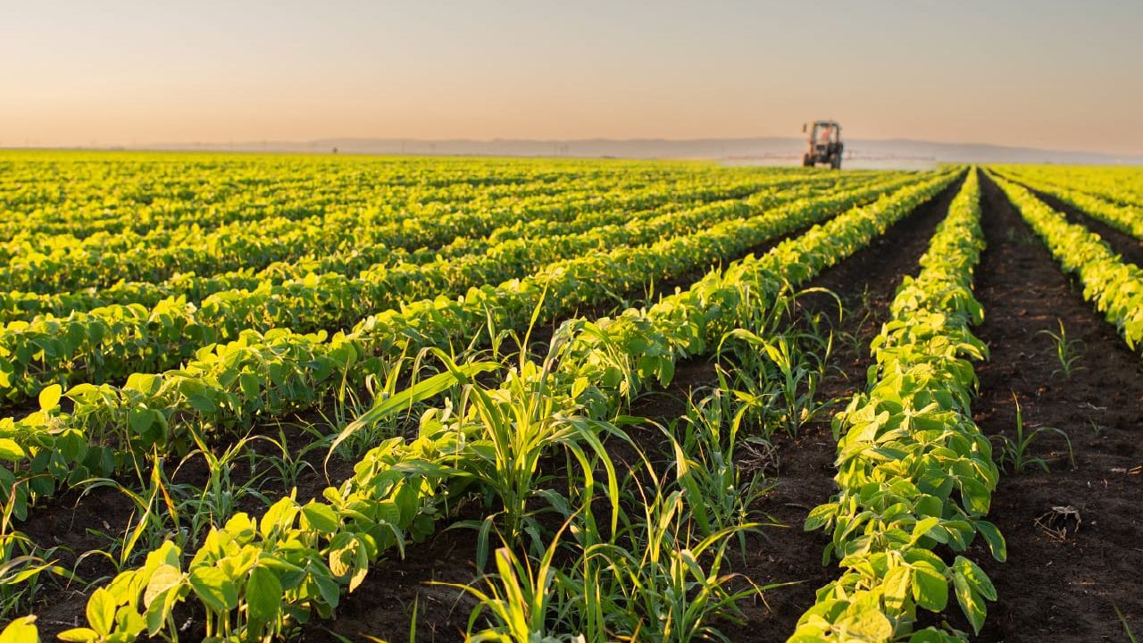 Tarım bitiyor: 4.6 milyar ton tahıl yok oldu