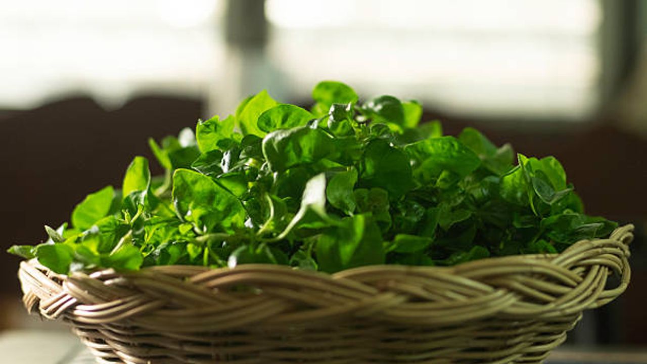 Araştırma ortaya koydu: Ispanağın 10 misli faydalı sebze bulundu!