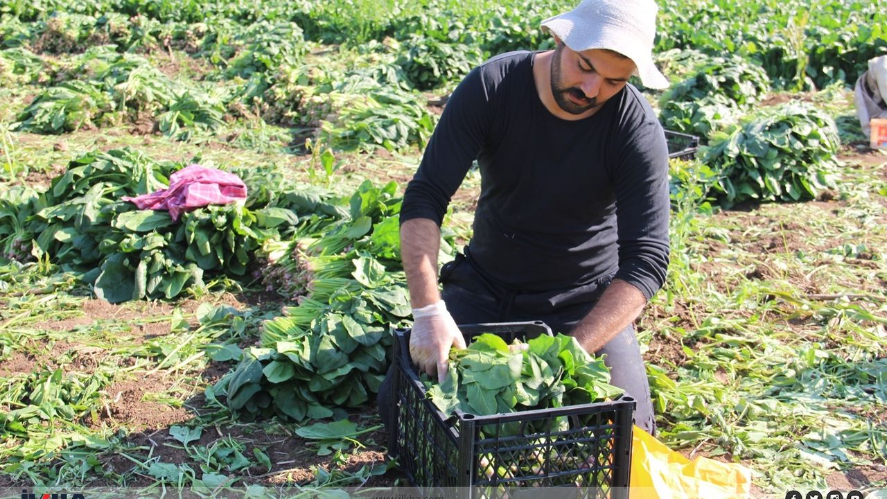 Çiftçilerden destek çağrısı: Üretiyoruz ama emeğimizin karşılığını alamıyoruz