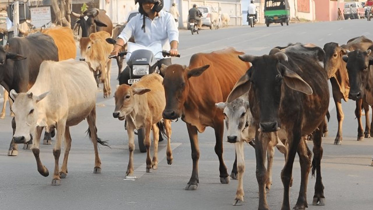 İnek kesimi suçlamasıyla Üç Müslümana müebbet verildi