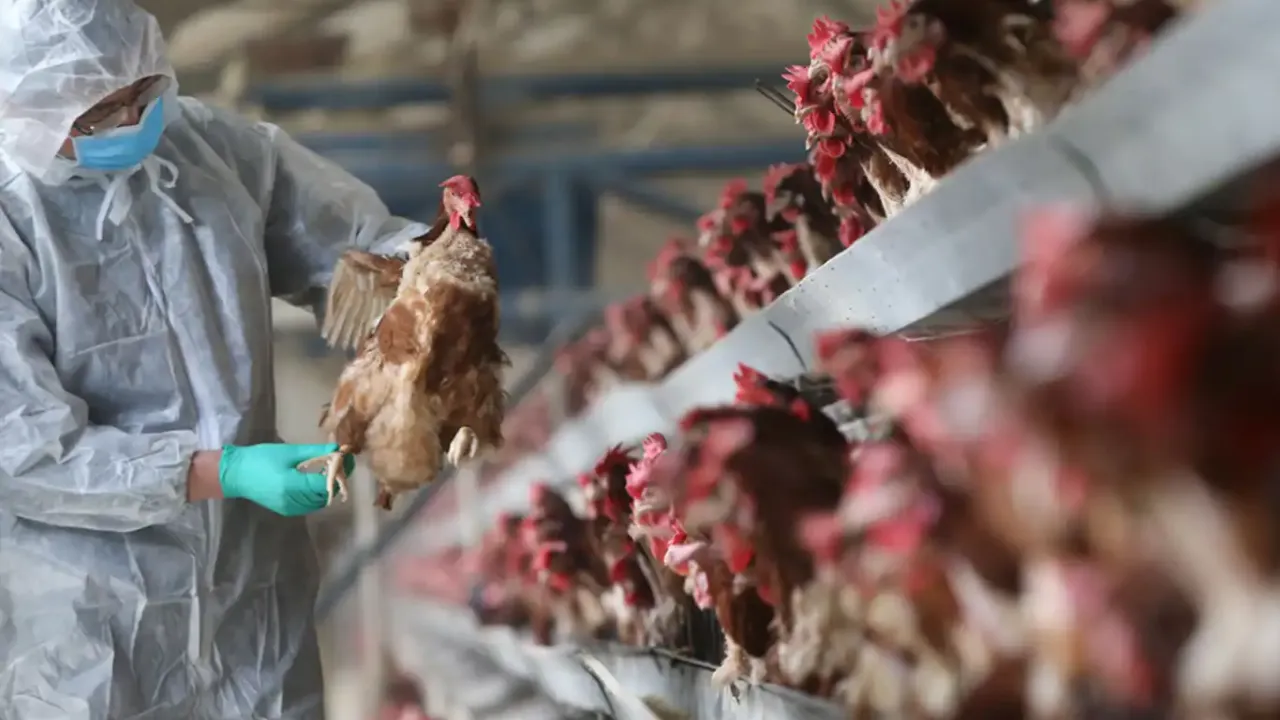 Avrupa'da kuş gribi alarmı!