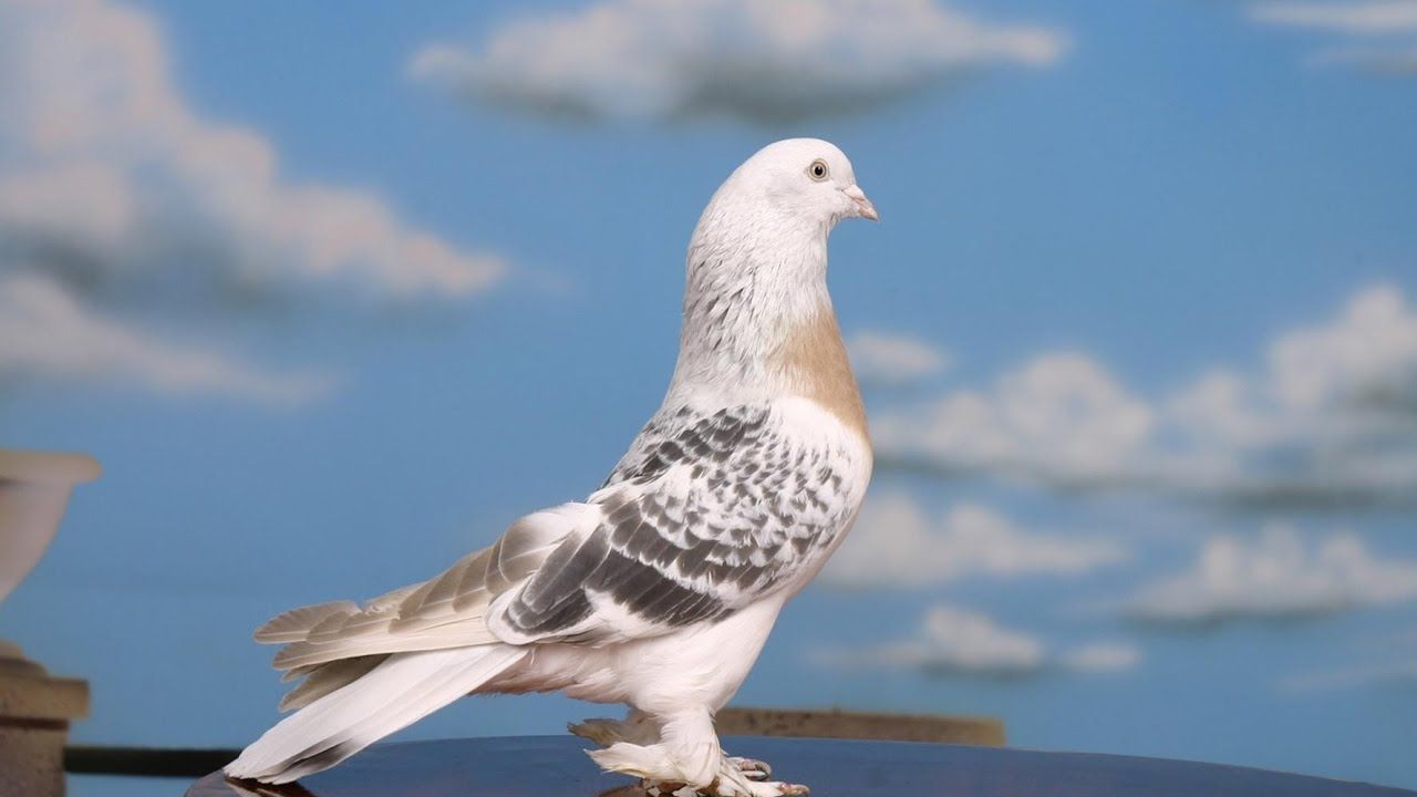 Güvercinler casus oldu: Beyin kontrollü 'Bio-Drone'