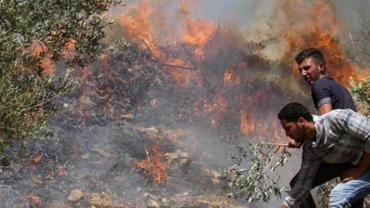 Siyonistler onlarca zeytin ağacını yaktı