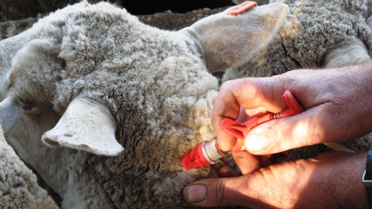 Komşu ülkede yayılıyor: Yüz binlerce hayvan itlaf edildi!