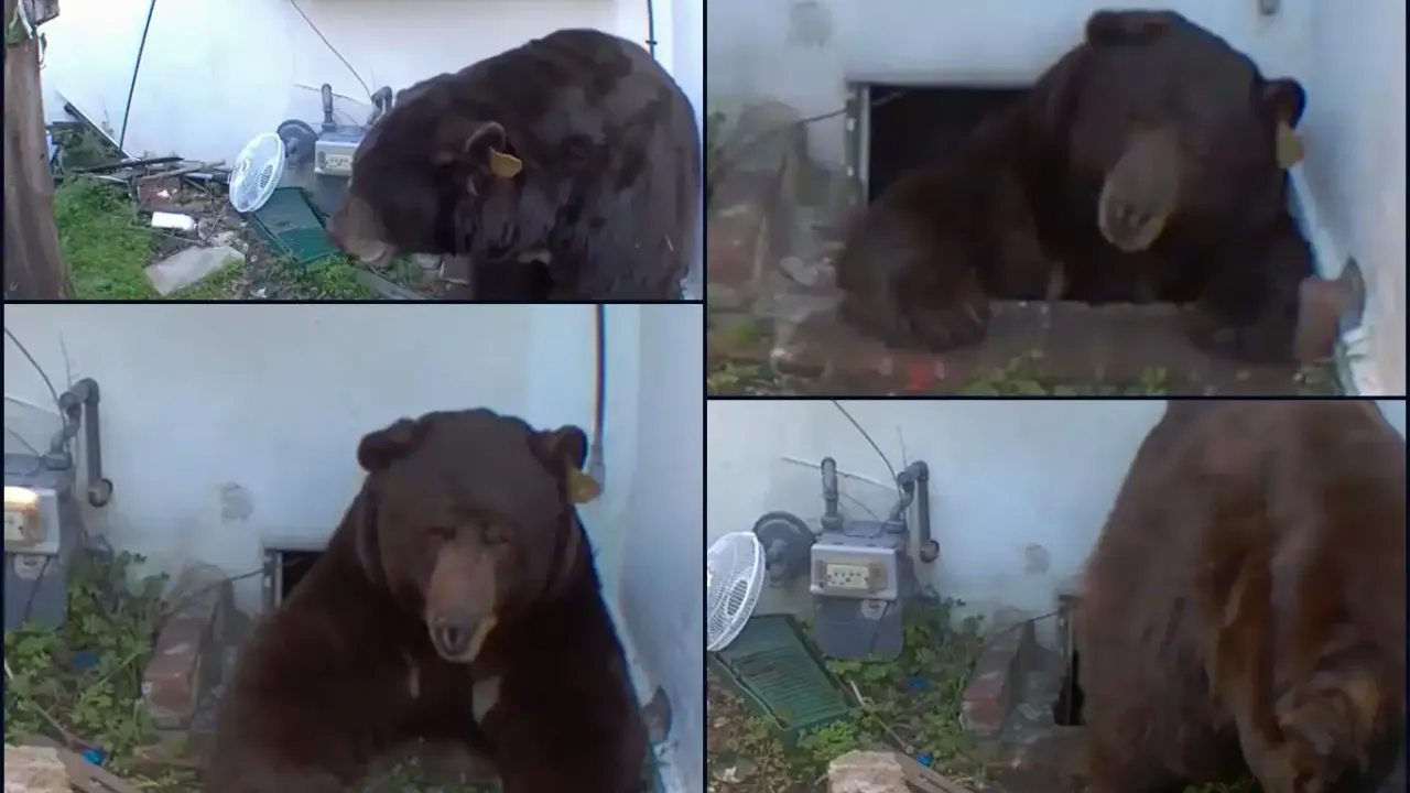 Ev sahibi haftalardır evinin altında yaşayan siyah ayıyla mücadele ediyor