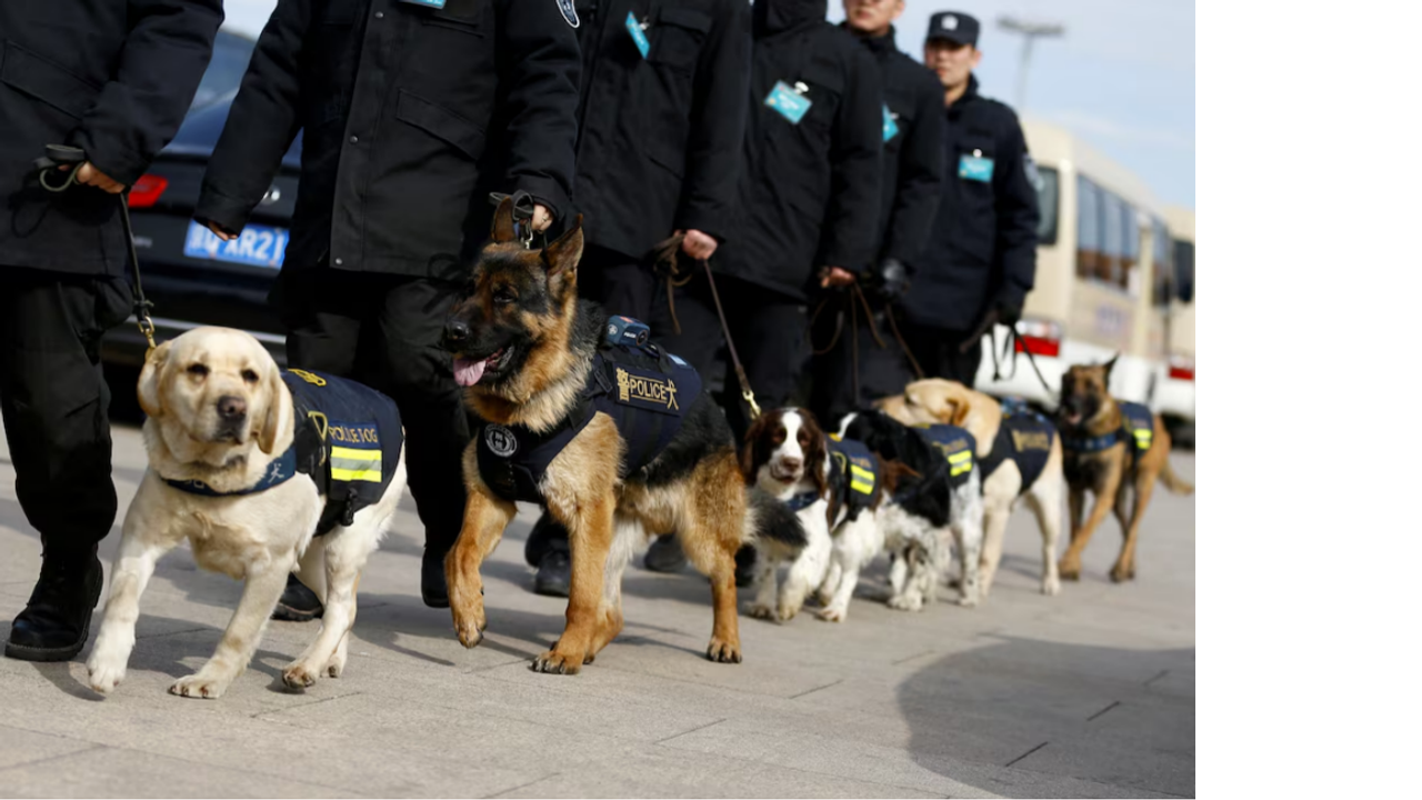 Köpekleri de yerlileştirdiler