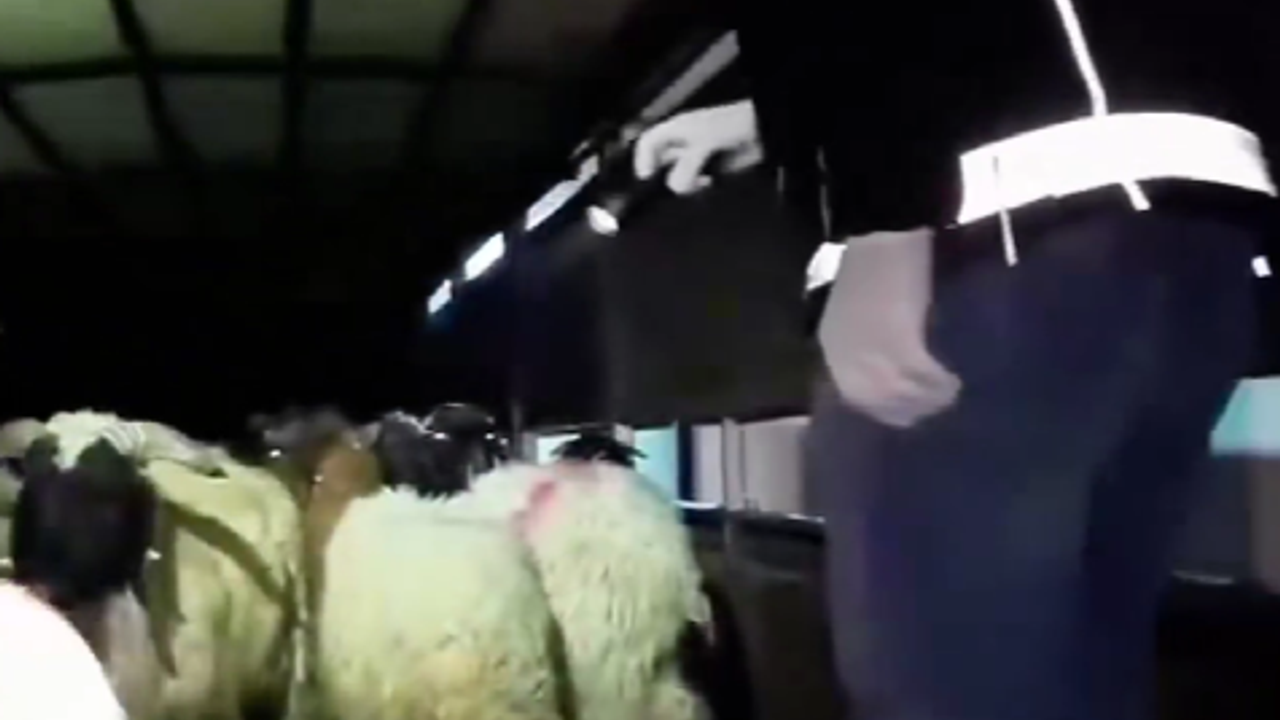 Siirt'te yok artık dedirten olay! Hayvanları da alet ettiler