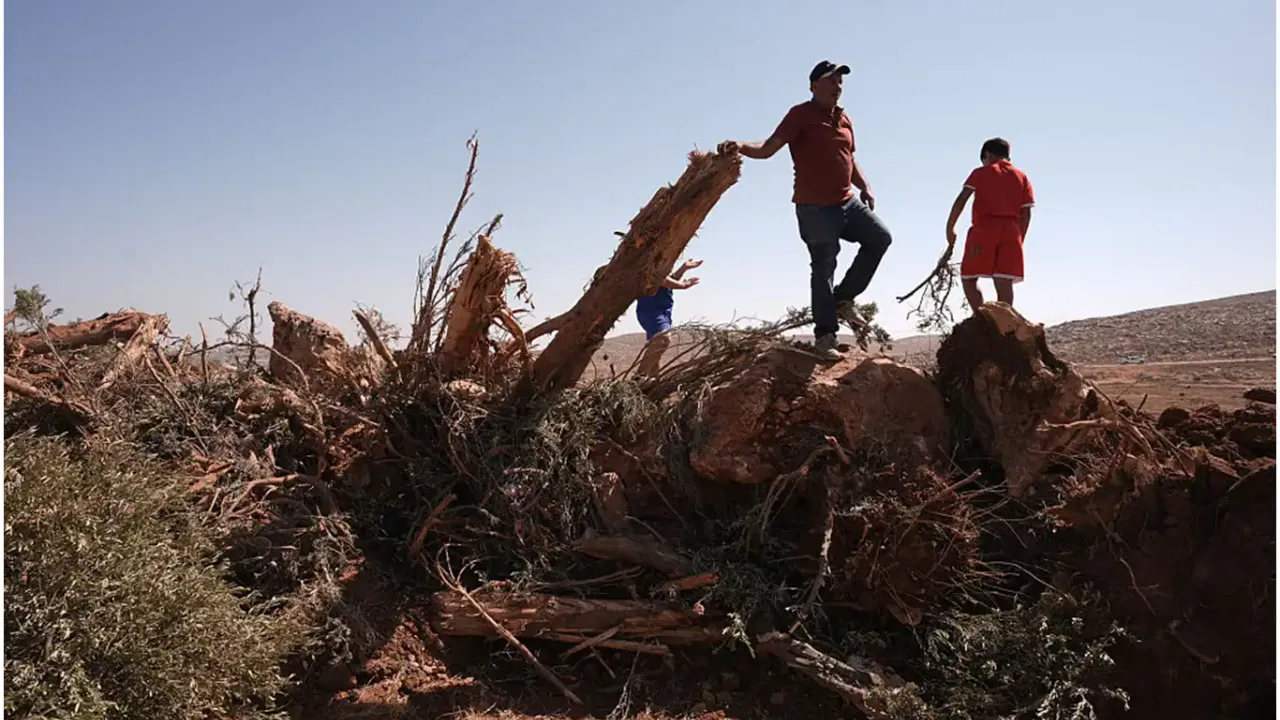 İşgalciler bir haftada 8 binden fazla ağacı söktü!