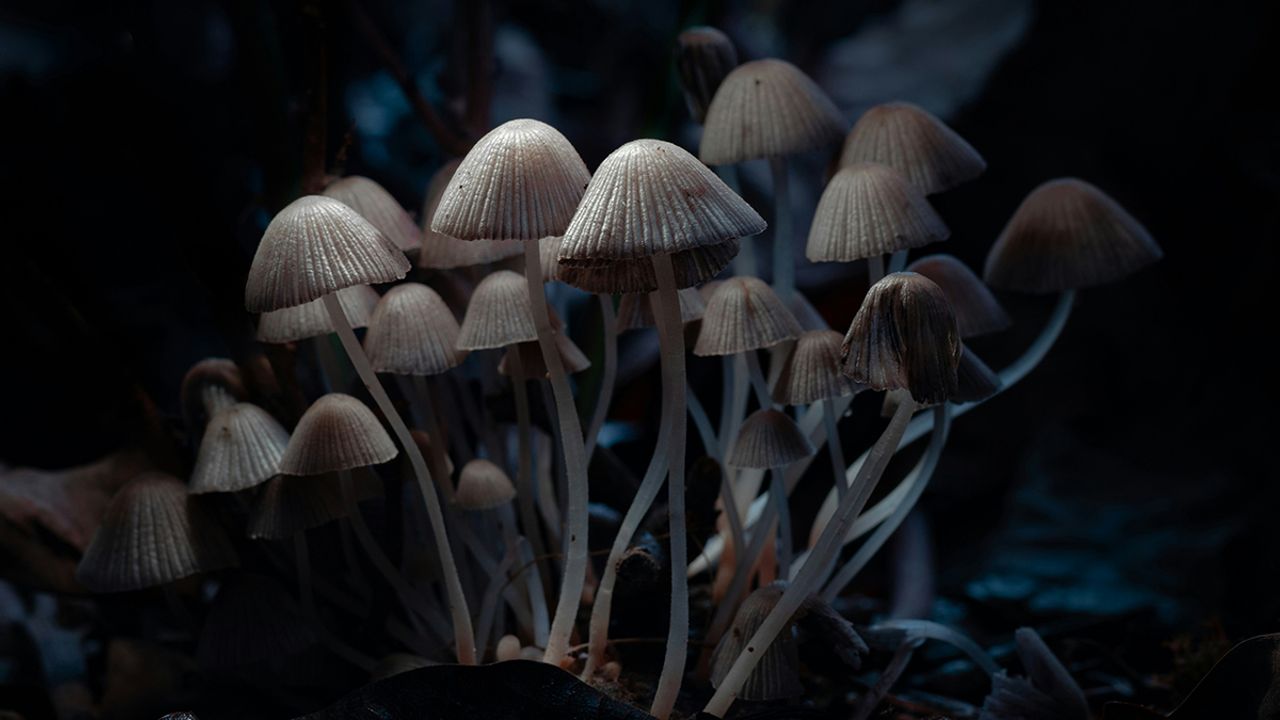 Depresyon tedavisinde mantar kullanımı yasallaştı