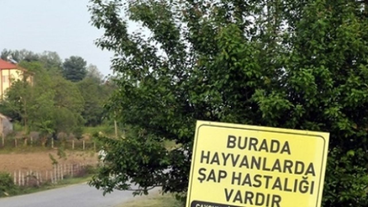 Sakarya'da şap karantinası