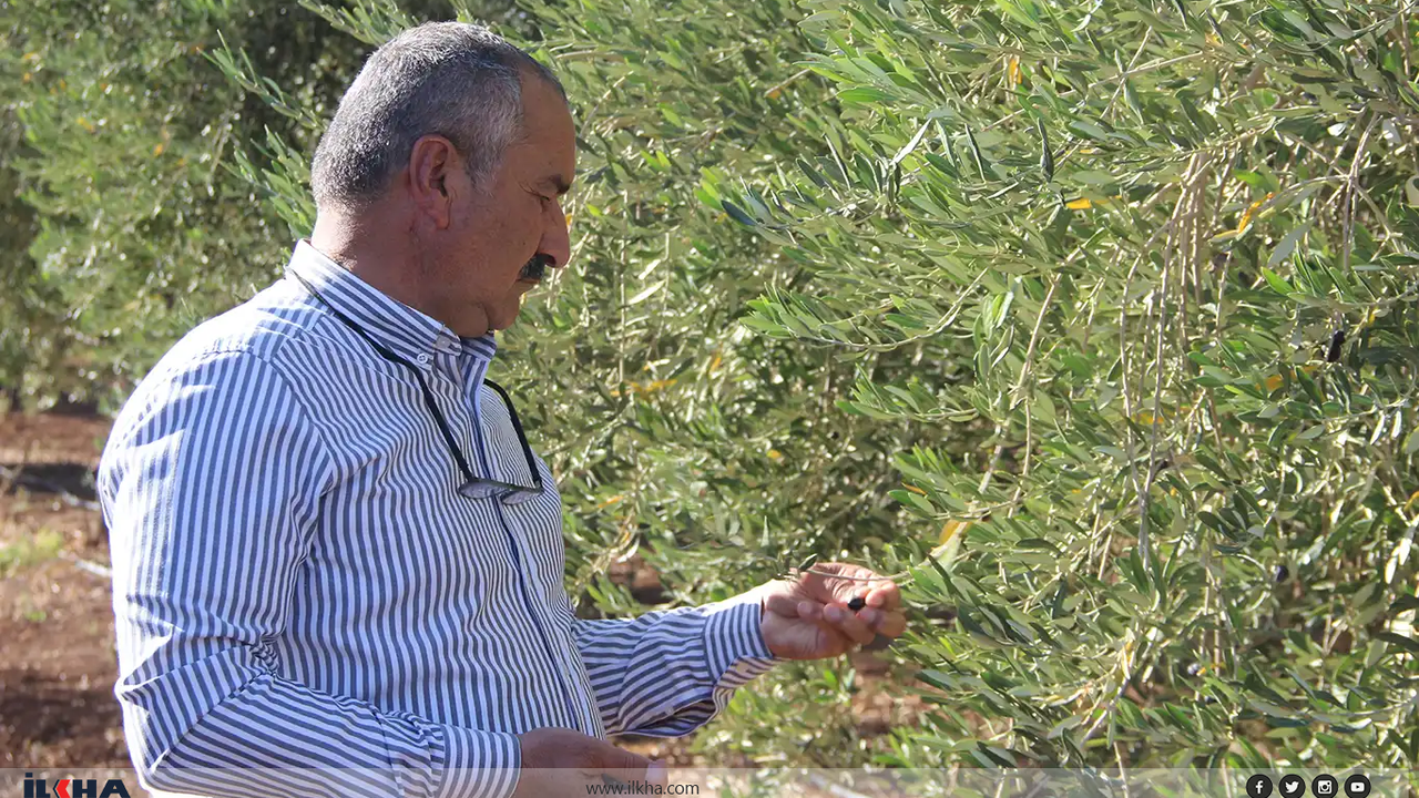 Şırnak’ta zeytine don vurdu!