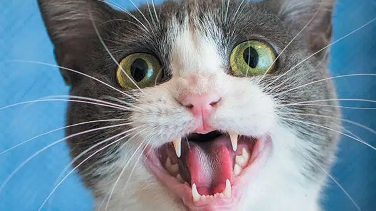 Araştırma ortaya koydu: Kediler erkekleri selamlarken daha fazla miyavlıyor!