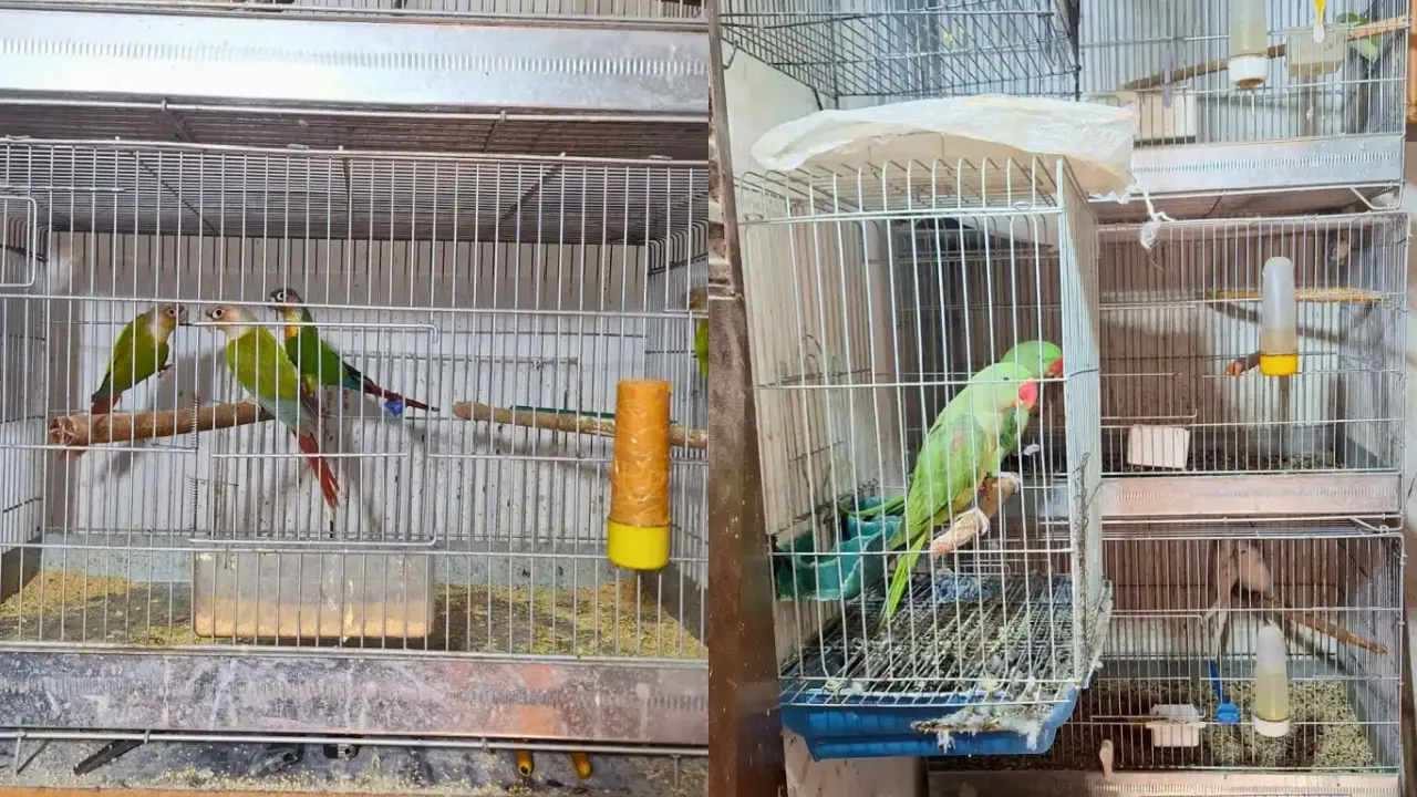 24 papağan ele geçirildi!
