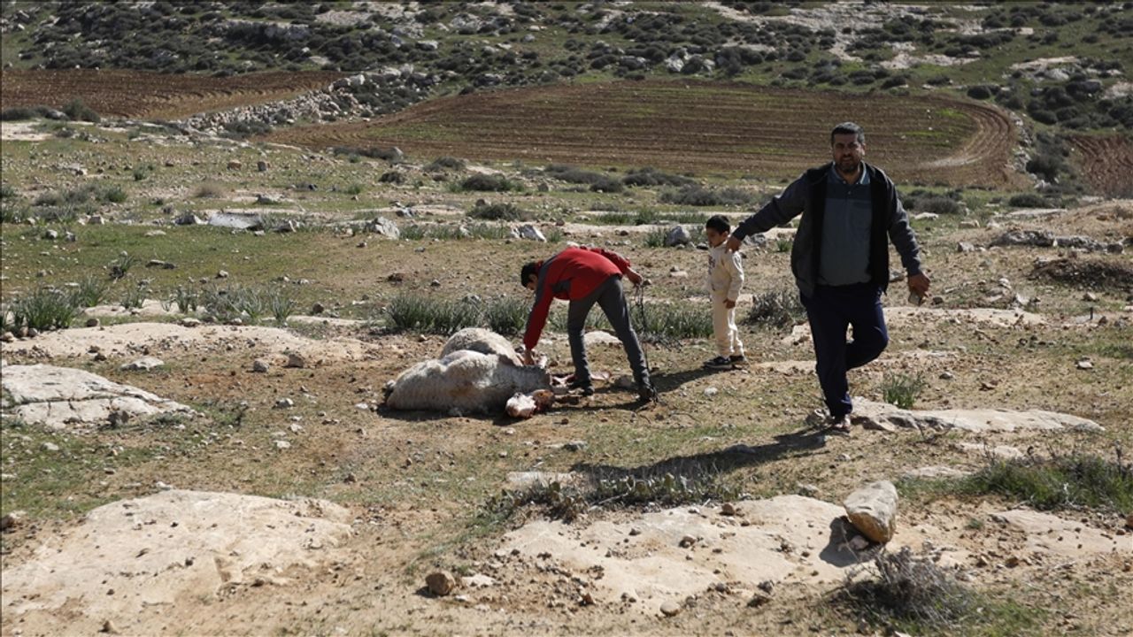 İşgalci hırsızlar Filistinlilerin 150 koyununu çaldı