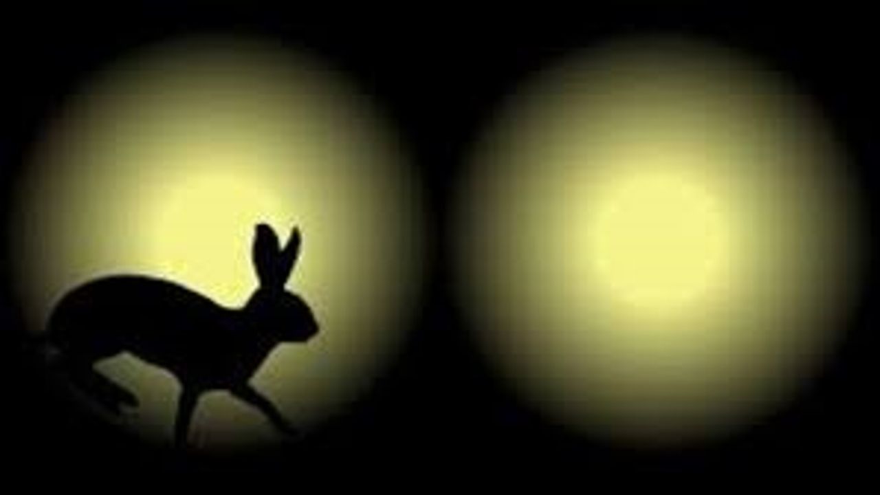 "Far avı" yaparken yakalandılar, cezası ağır oldu