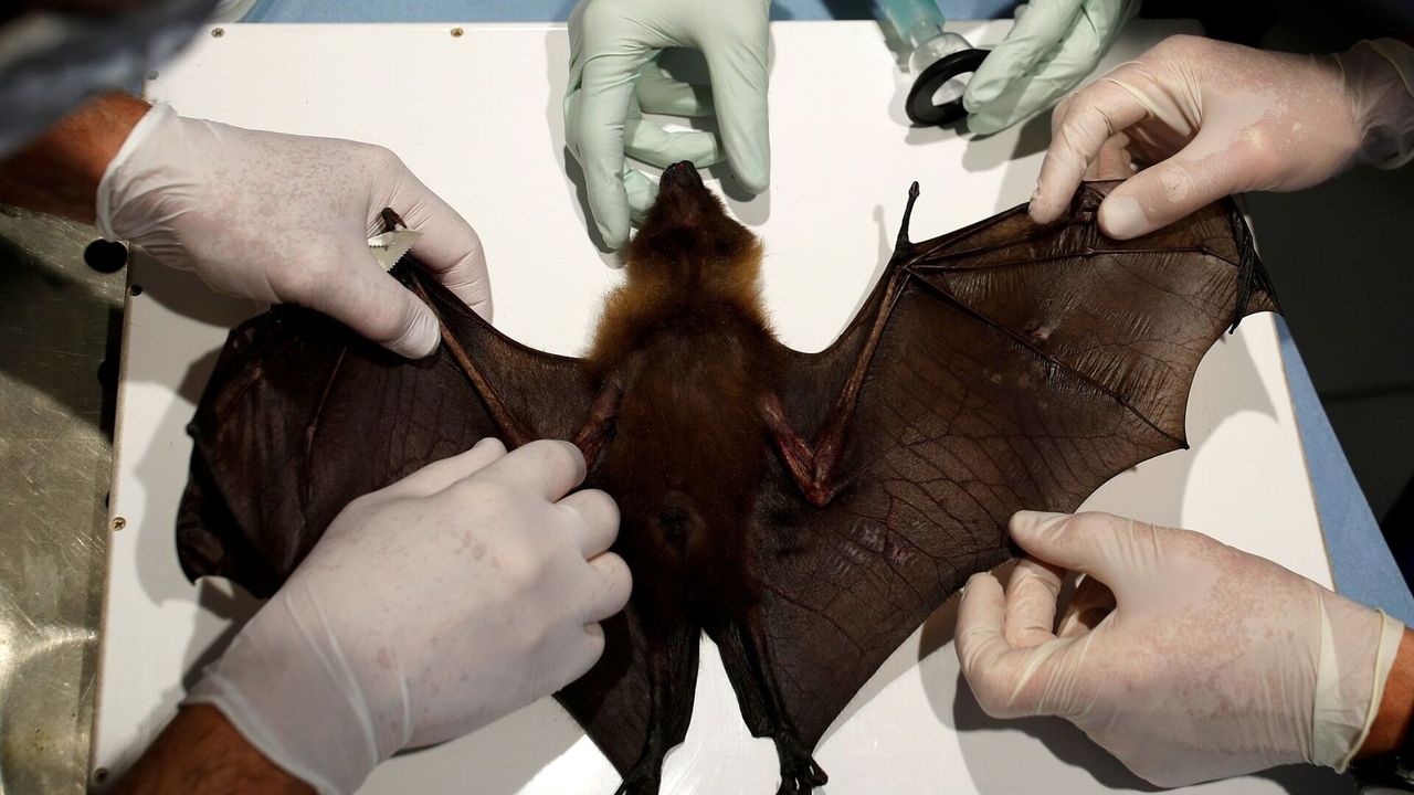 Yeni bir Kovid salgını kapıda mı: Bu kez de yarasadan yayılıyor!