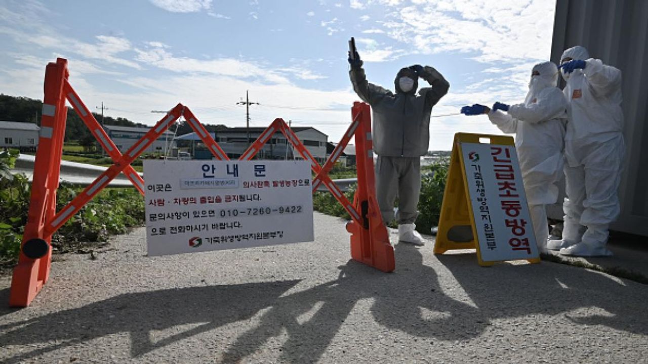 Afrika domuz vebası: 20 bin hayvan itlaf edildi