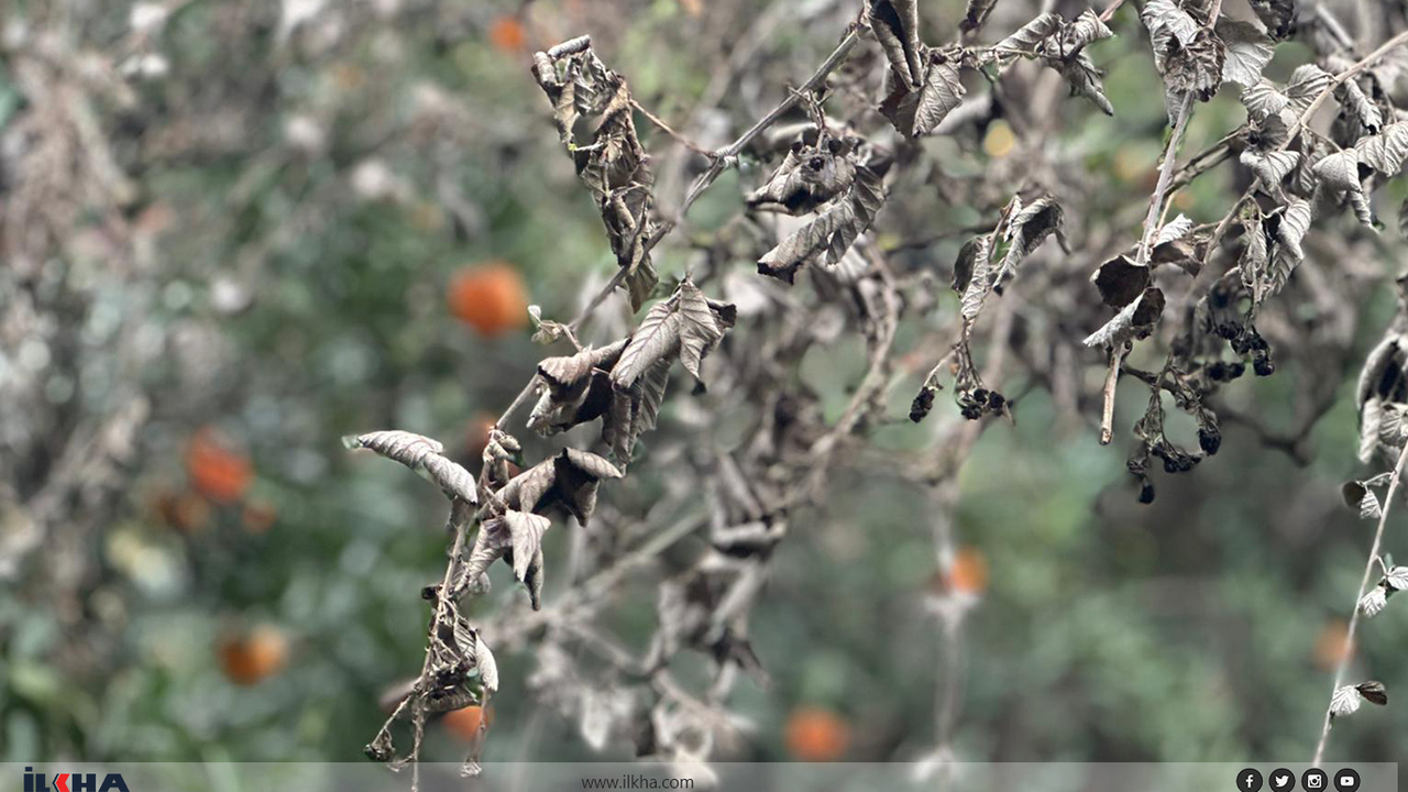 Küçük üretici çaresiz kaldı: Don tehlikesi narenciyeyi vurdu!