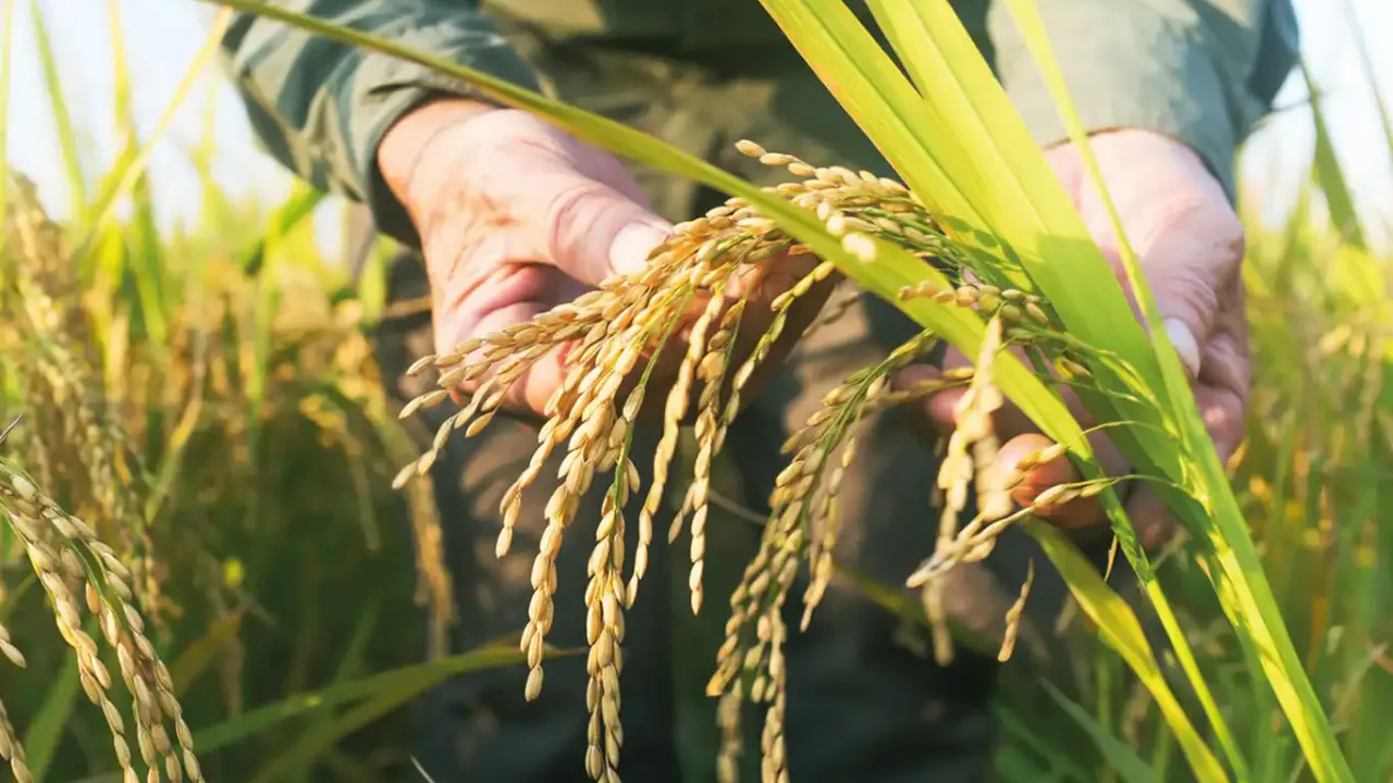 TMO çeltik alım fiyatlarını açıkladı